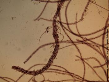 O013 10x.JPG
